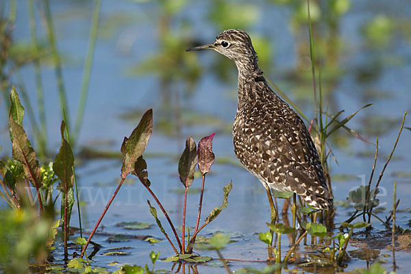 Bruchwasserläufer (Tringa glareola)