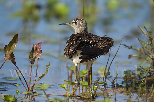 Bruchwasserläufer (Tringa glareola)