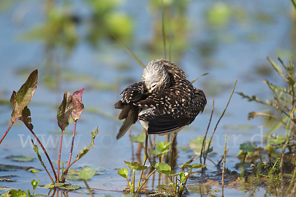 Bruchwasserläufer (Tringa glareola)