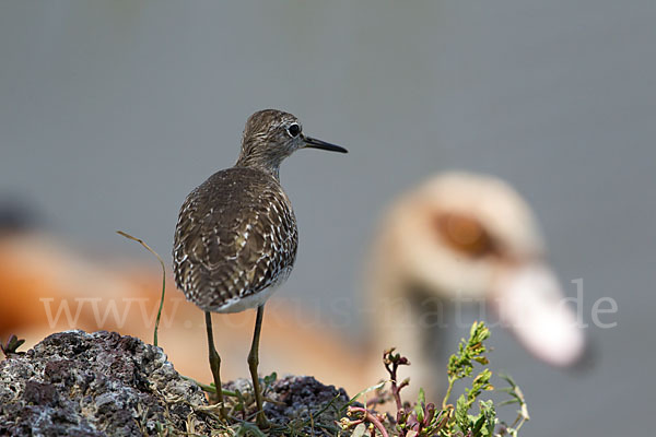 Bruchwasserläufer (Tringa glareola)