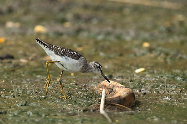 Bruchwasserläufer (Tringa glareola)