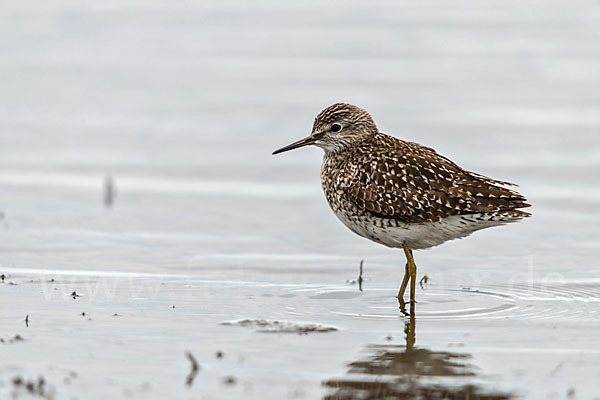 Bruchwasserläufer (Tringa glareola)