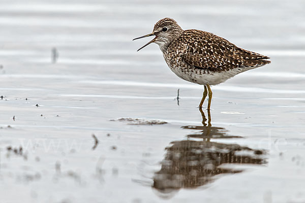 Bruchwasserläufer (Tringa glareola)