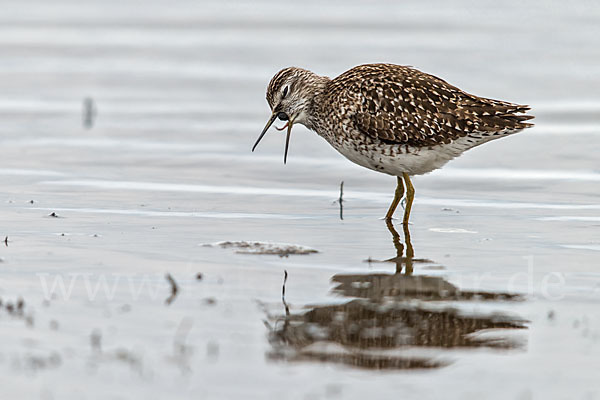 Bruchwasserläufer (Tringa glareola)