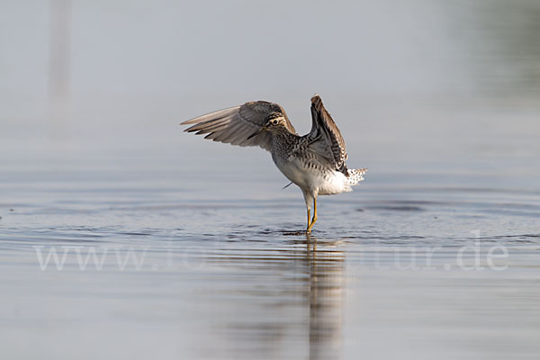 Bruchwasserläufer (Tringa glareola)