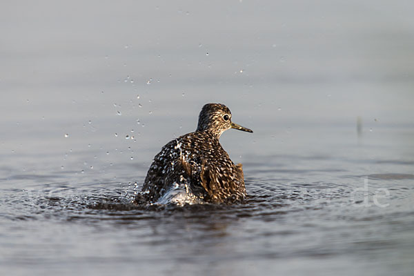 Bruchwasserläufer (Tringa glareola)