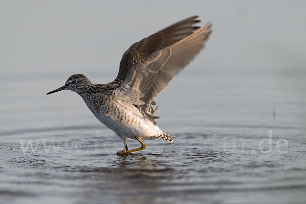 Bruchwasserläufer (Tringa glareola)