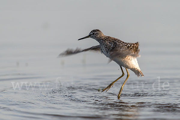 Bruchwasserläufer (Tringa glareola)