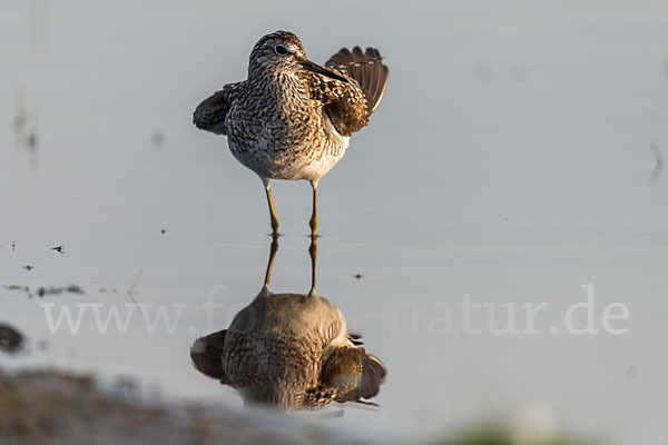 Bruchwasserläufer (Tringa glareola)