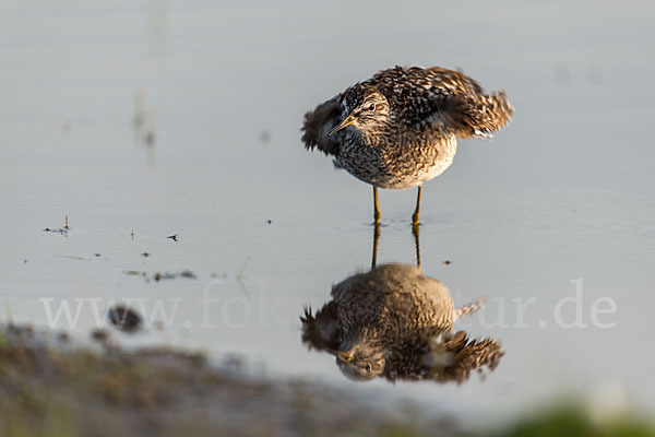 Bruchwasserläufer (Tringa glareola)