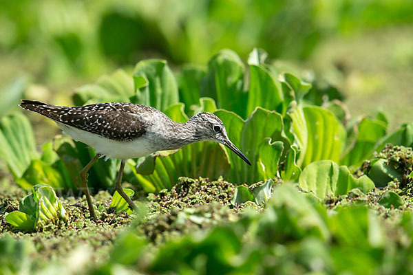 Bruchwasserläufer (Tringa glareola)