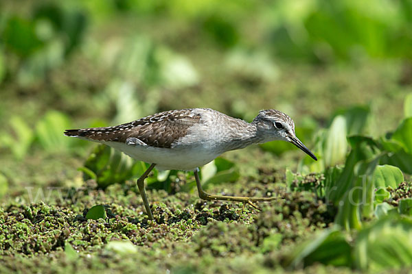 Bruchwasserläufer (Tringa glareola)