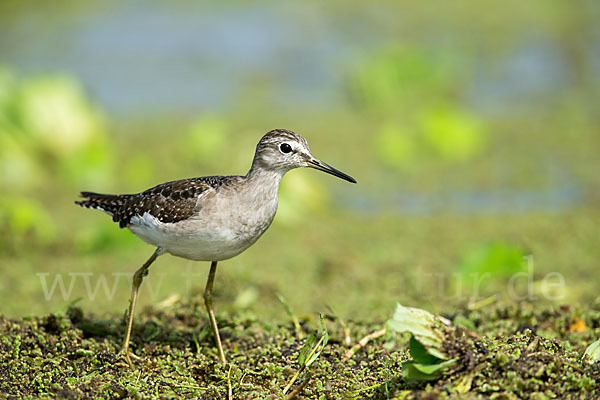 Bruchwasserläufer (Tringa glareola)