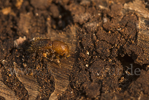 Buchdrucker (Ips typographus)