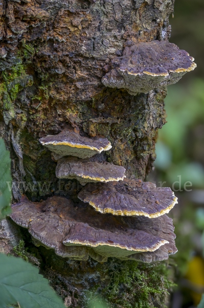 Buchen-Schillerporling (Inonotus nodulosus)