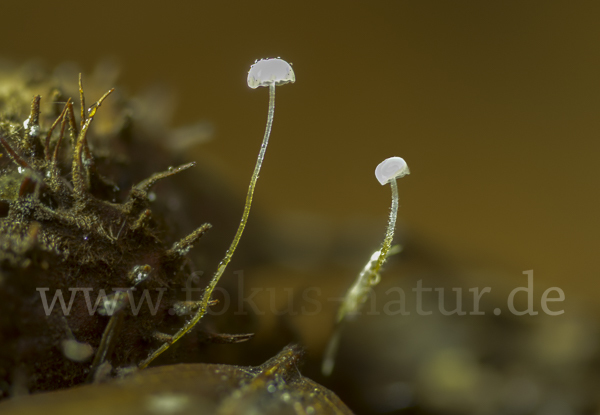 Buchenblatthelmling (Mycena capillaris)