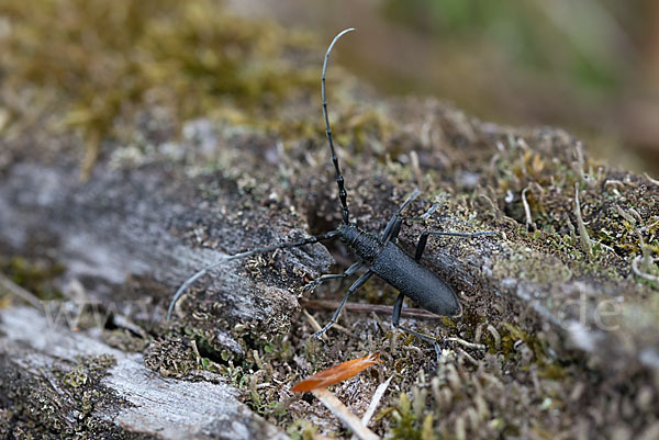 Buchenbock (Cerambyx scopolii)