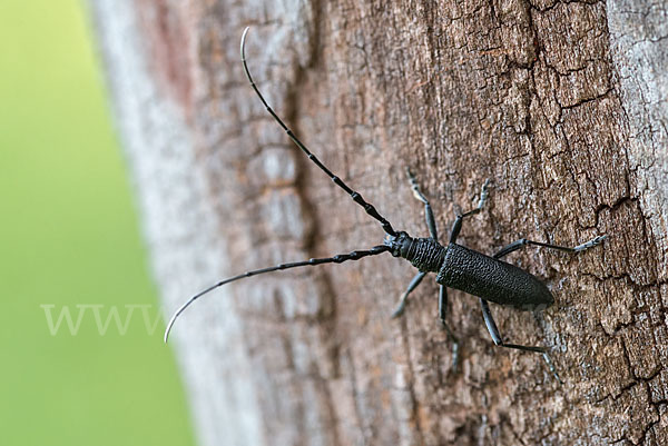 Buchenbock (Cerambyx scopolii)