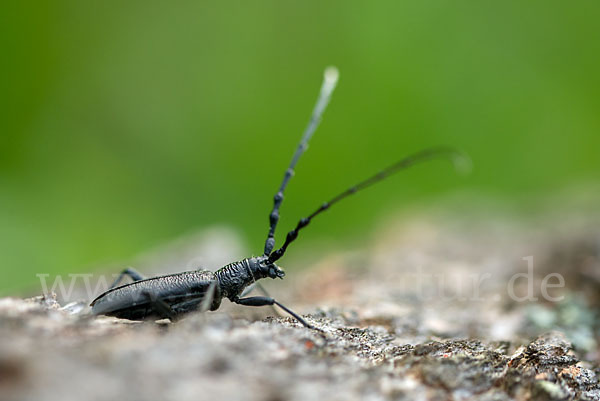 Buchenbock (Cerambyx scopolii)