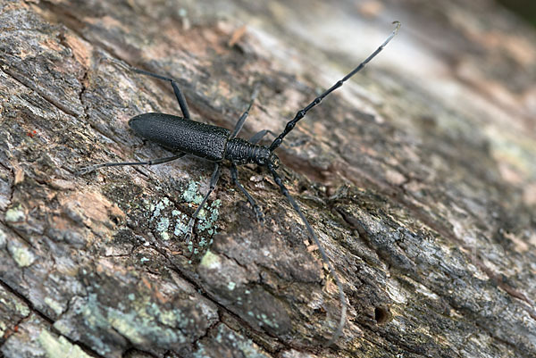 Buchenbock (Cerambyx scopolii)