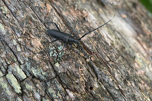 Buchenbock (Cerambyx scopolii)