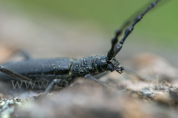 Buchenbock (Cerambyx scopolii)