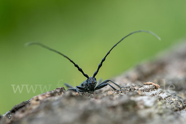 Buchenbock (Cerambyx scopolii)