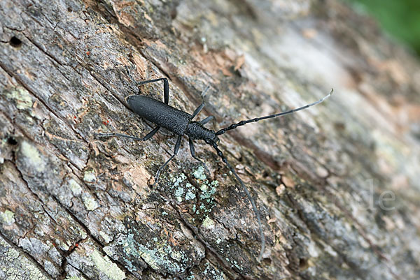 Buchenbock (Cerambyx scopolii)