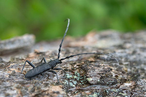 Buchenbock (Cerambyx scopolii)