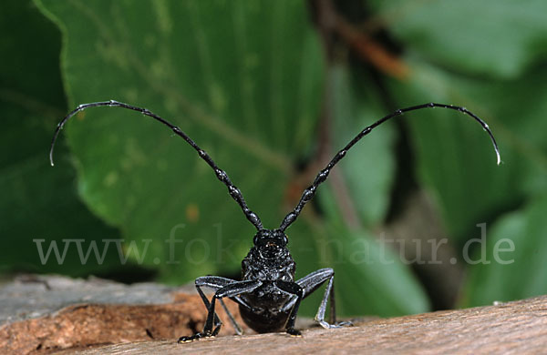 Buchenbock (Cerambyx scopolii)