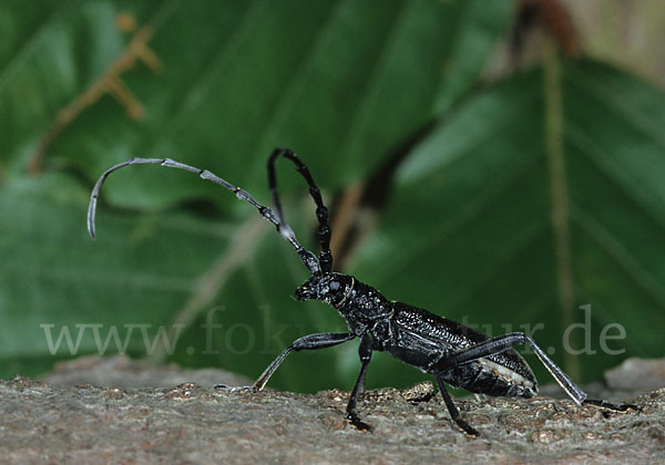 Buchenbock (Cerambyx scopolii)