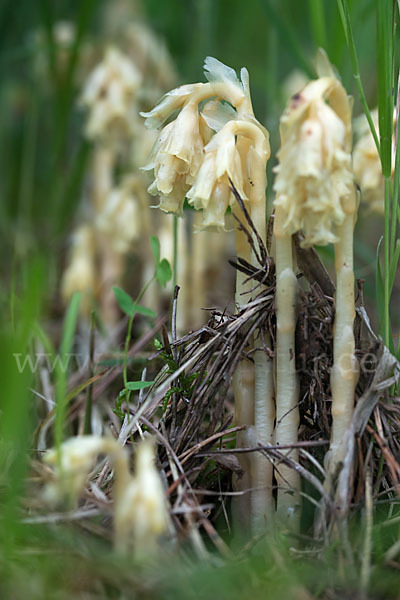 Buchenspargel (Monotropa hypophegea)