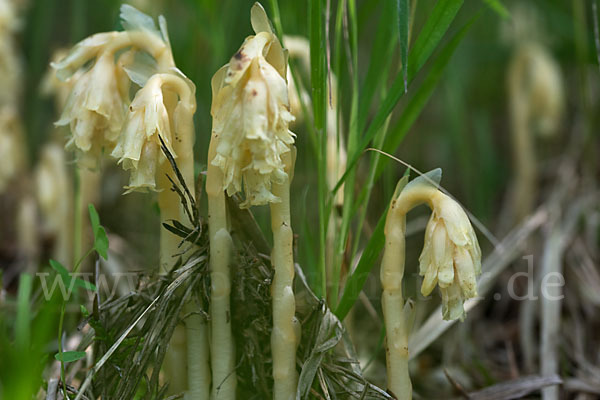 Buchenspargel (Monotropa hypophegea)