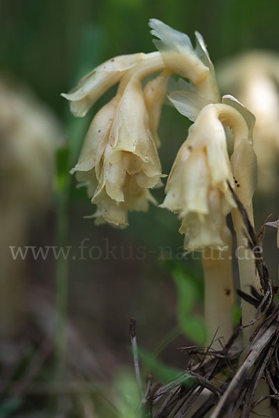 Buchenspargel (Monotropa hypophegea)