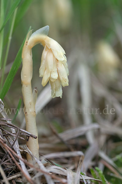 Buchenspargel (Monotropa hypophegea)