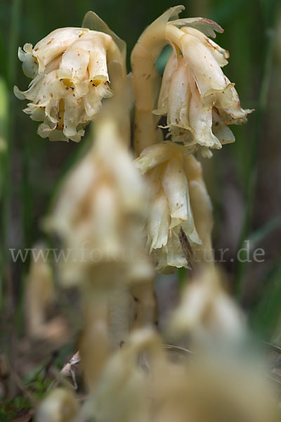 Buchenspargel (Monotropa hypophegea)