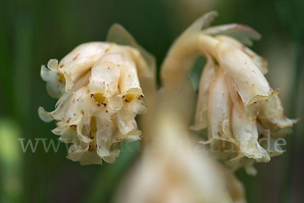 Buchenspargel (Monotropa hypophegea)