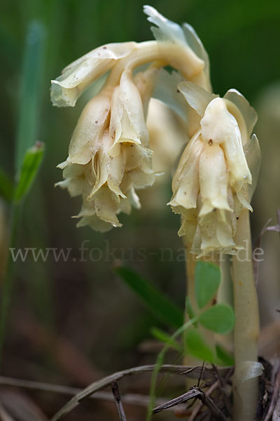 Buchenspargel (Monotropa hypophegea)