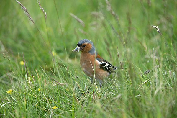 Buchfink (Fringilla coelebs)