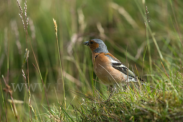 Buchfink (Fringilla coelebs)