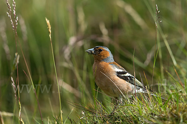 Buchfink (Fringilla coelebs)