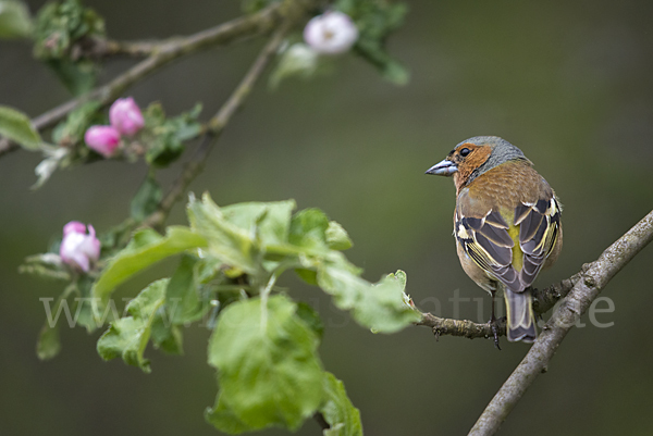 Buchfink (Fringilla coelebs)