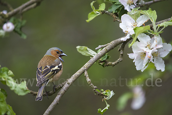 Buchfink (Fringilla coelebs)