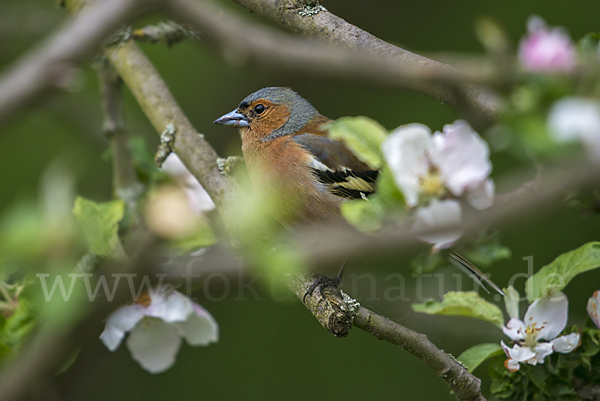 Buchfink (Fringilla coelebs)