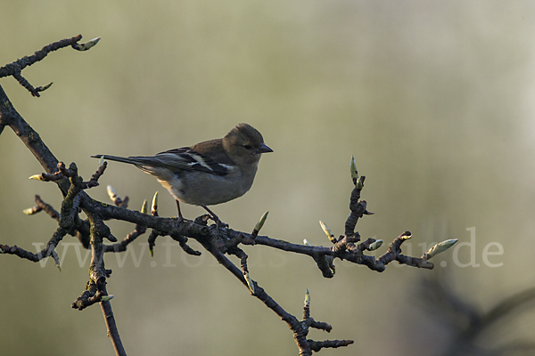 Buchfink (Fringilla coelebs)