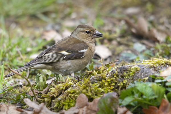 Buchfink (Fringilla coelebs)