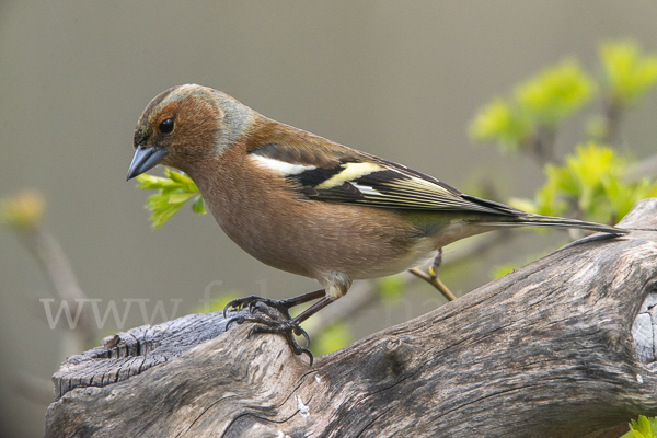 Buchfink (Fringilla coelebs)