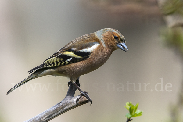 Buchfink (Fringilla coelebs)