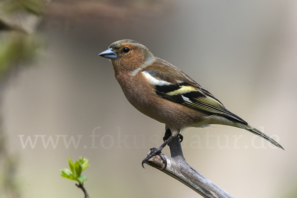 Buchfink (Fringilla coelebs)