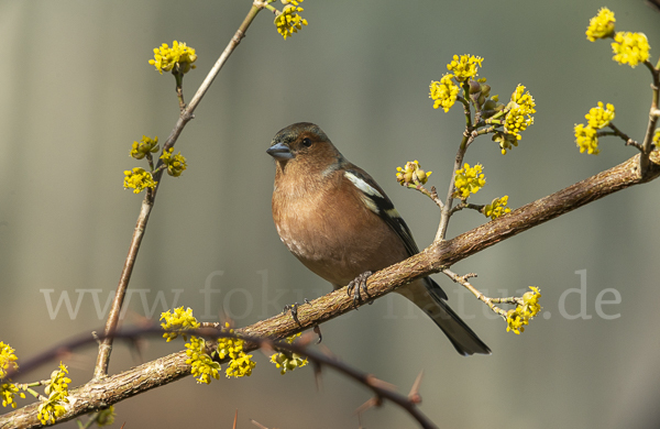 Buchfink (Fringilla coelebs)